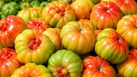 Cà chua múi Sơn La thu hút nhờ chất lượng vượt trội và hương vị tự nhiên