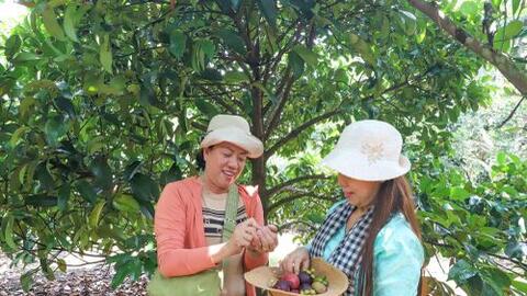 Khai thác thương hiệu đặc sản trái cây làm du lịch vườn