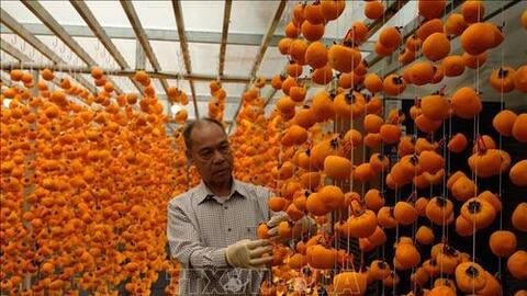 Hợp tác song phương về nông nghiệp công nghệ cao hướng tới đồng sáng tạo