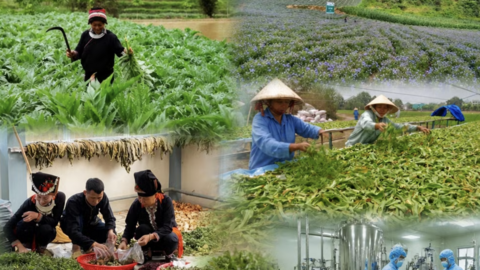 Lào Cai đặt mục tiêu phát triển hơn 8.500ha vùng dược liệu đến năm 2030