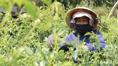 Chuẩn GACP-WHO: Bước tiến nâng giá trị dược liệu Việt