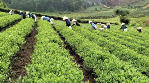 Đẩy mạnh quảng bá, tôn vinh sản phẩm OCOP tiêu biểu