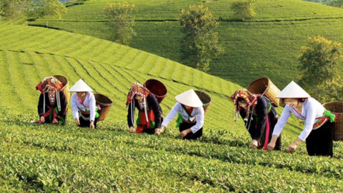 Đưa sinh kế vào trung tâm giảm nghèo vùng dân tộc thiểu số