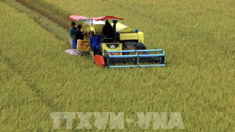 Xây dựng thương hiệu gạo từ vùng sản xuất tập trung