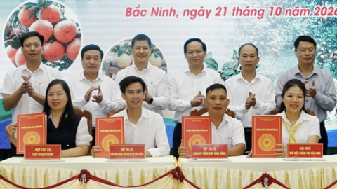 Lan tỏa hình ảnh và thương hiệu nông sản Bắc Ninh