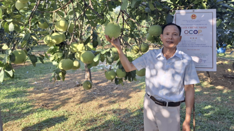 Ông Lập ghép cây, nâng giá trị bưởi OCOP ở Yên Bài