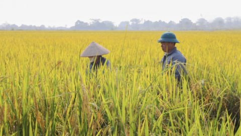 Xã Kiều Phú đưa công nghệ xuống đồng ruộng