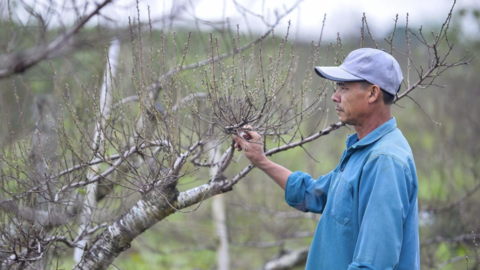 Chưa kịp xuống lá, vườn đào phai ở Thanh Hoá đã được thương lái chốt đơn