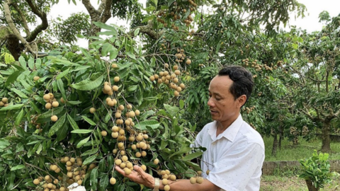 OCOP Hưng Yên: Điểm tựa từ cơ chế đến hành trình nâng tầm nông sản
