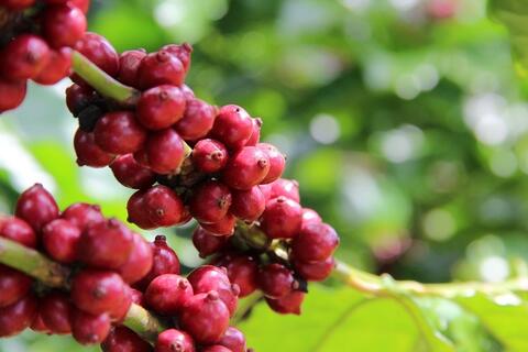 Gìn giữ thương hiệu thời “hậu sáp nhập”