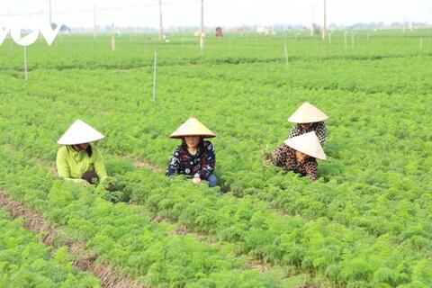 Nông nghiệp công nghệ cao – “chìa khoá” để nông thôn Hải Phòng bứt phá hiện đại