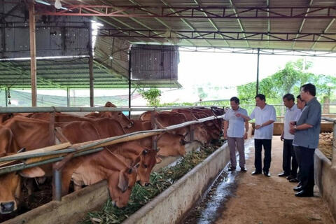 Ứng dụng công nghệ mới trong chăn nuôi