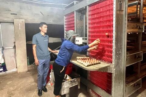 Nông dân áp dụng công nghệ cao vào chăn nuôi gà