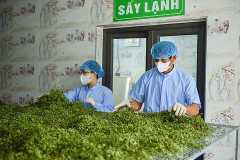 Từ cây “cứu đói” đến sản phẩm OCOP bạc tỷ