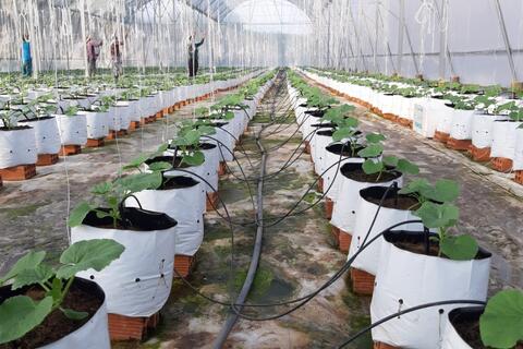 Công nghệ IoT, AI tạo đột phá cho nông nghiệp Vĩnh Long