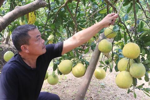 Thực hiện Chương trình OCOP ở Hà Nội: Phát triển sản phẩm từ các vùng chuyên canh