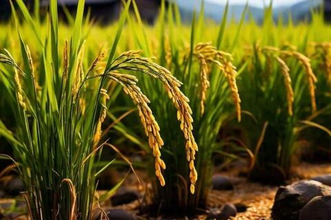 Thị trường nông sản ngày 21/11: giá lúa ít biến động