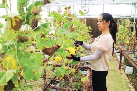 Hiệu quả mô hình trồng thử nghiệm dưa Kim Hồng Ngọc trong nhà màng, nhà lưới