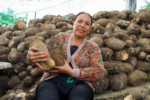 Khoai mỡ trắng Mộng Linh “gia nhập” OCOP