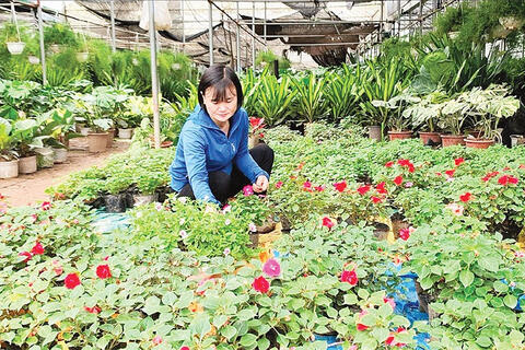 “Vựa” hoa miền bắc ứng dụng công nghệ cao trong sản xuất