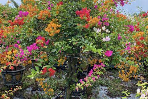 Phát triển thương hiệu nông sản, nâng cao thu nhập cho người dân