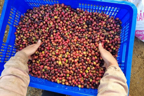 Hành trình trên sàn thương mại điện tử của thương hiệu cà phê Việt