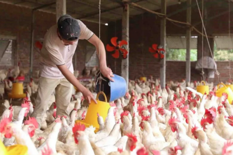 Hà Nội ứng dụng công nghệ cao trong chăn nuôi