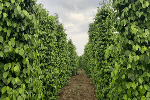 Xuất xứ hàng hóa: Nền tảng nâng sức cạnh tranh hàng Việt