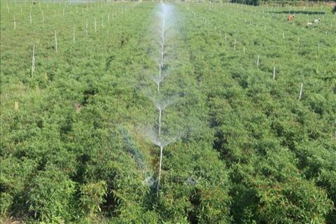 Nhiều “rào cản” khiến công nghệ tưới tiêu tiên tiến khó nhân rộng