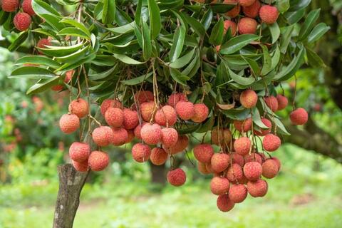 Bảo hộ sở hữu trí tuệ góp phần nâng sức cạnh tranh cho nông sản