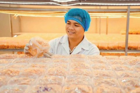 Thạc sĩ làm nông thời công nghệ: Thiết kế khí hậu để nuôi trồng nấm... khó tính