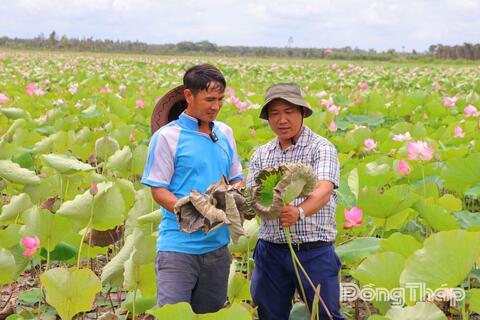 Khẳng định vị thế thương hiệu sen Đồng Tháp