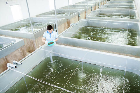 Doanh nghiệp ngành tôm chủ động thích ứng với biến động quốc tế