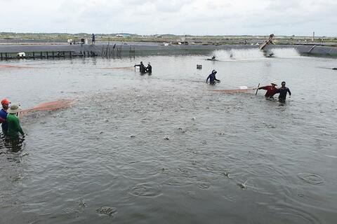 Thủy sản thiệt hại nặng vì chương trình giám sát dư lượng ‘chưa đầy đủ’