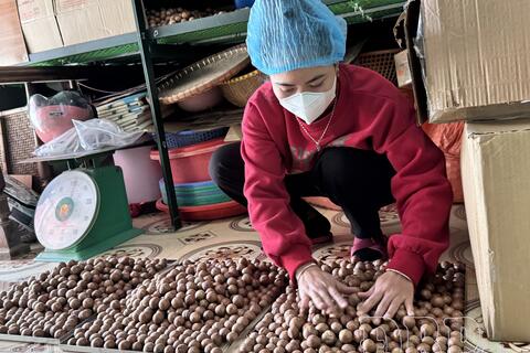 Để nông sản có đầu ra ổn định