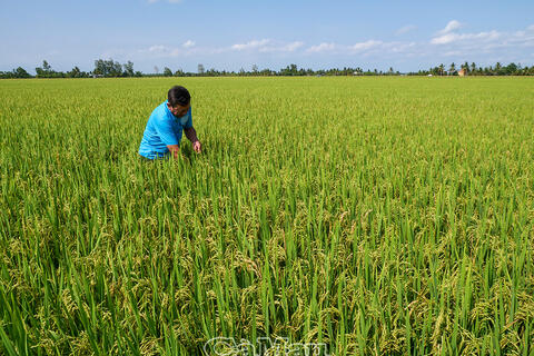Gạo BL9 kỳ vọng thương hiệu gạo ngon
