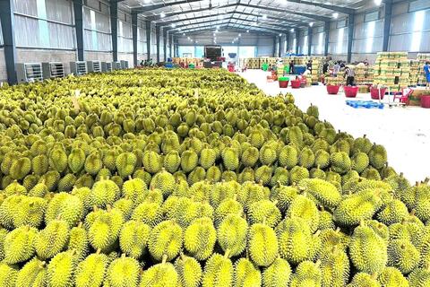 Từ giữ vững đến mở rộng thị trường xuất khẩu cho rau quả Việt