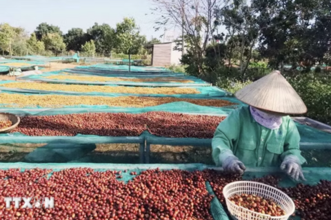 Việt Nam chủ động thâm nhập sâu vào phân khúc càphê chất lượng cao tại Đức