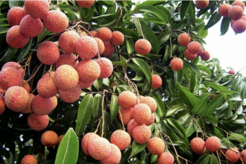 Giữ vững thương hiệu nông sản