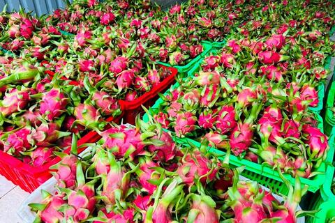 Giữ “tấm vé” vào thị trường EU cho thanh long Việt