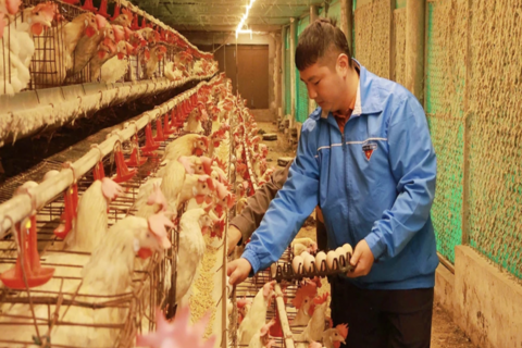 Nâng tầm thương hiệu trứng gà OCOP Ninh Điệp