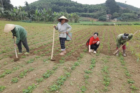 Xây dựng vùng nguyên liệu phát triển bền vững sản phẩm OCOP