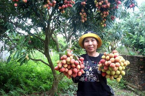 Mùa vải 2026: Chú trọng chất lượng, thương hiệu và giá trị gia tăng