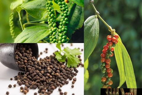 Tiềm năng phát triển thị trường cây hồ tiêu: Cơ hội bứt phá giai đoạn mới