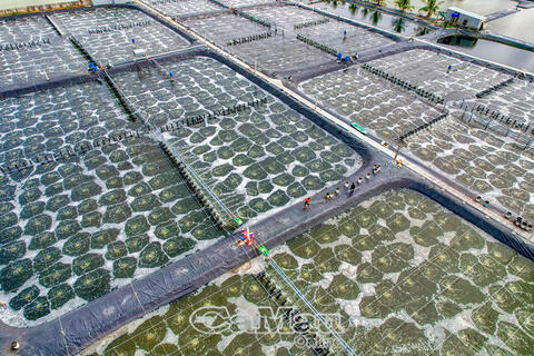 Ðộng lực tăng trưởng từ ứng dụng công nghệ cao