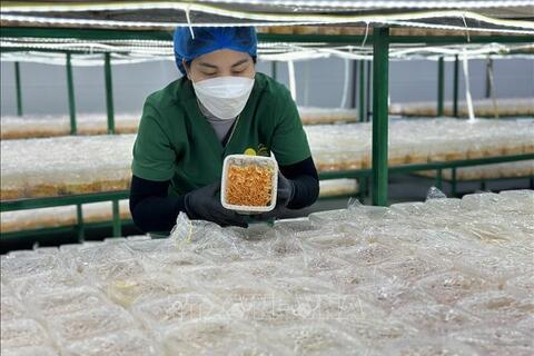 Phát triển kinh tế tập thể, nâng tầm sản phẩm OCOP trong kỷ nguyên số