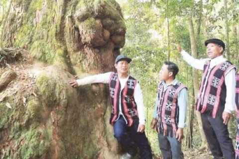 Phát triển kinh tế dưới những tán rừng