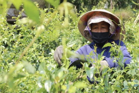 Chuẩn GACP-WHO: Bước tiến nâng giá trị dược liệu Việt