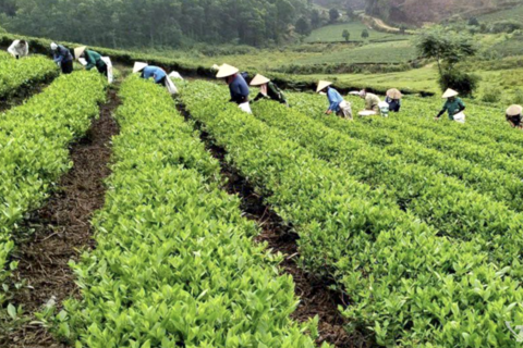 Đẩy mạnh quảng bá, tôn vinh sản phẩm OCOP tiêu biểu