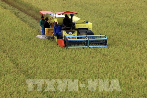Xây dựng thương hiệu gạo từ vùng sản xuất tập trung
